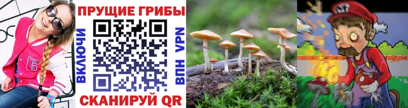 omg зеркало  Вязьма  сайты даркнета формула  Галлюциногенные грибы Psilocybine cubensis 